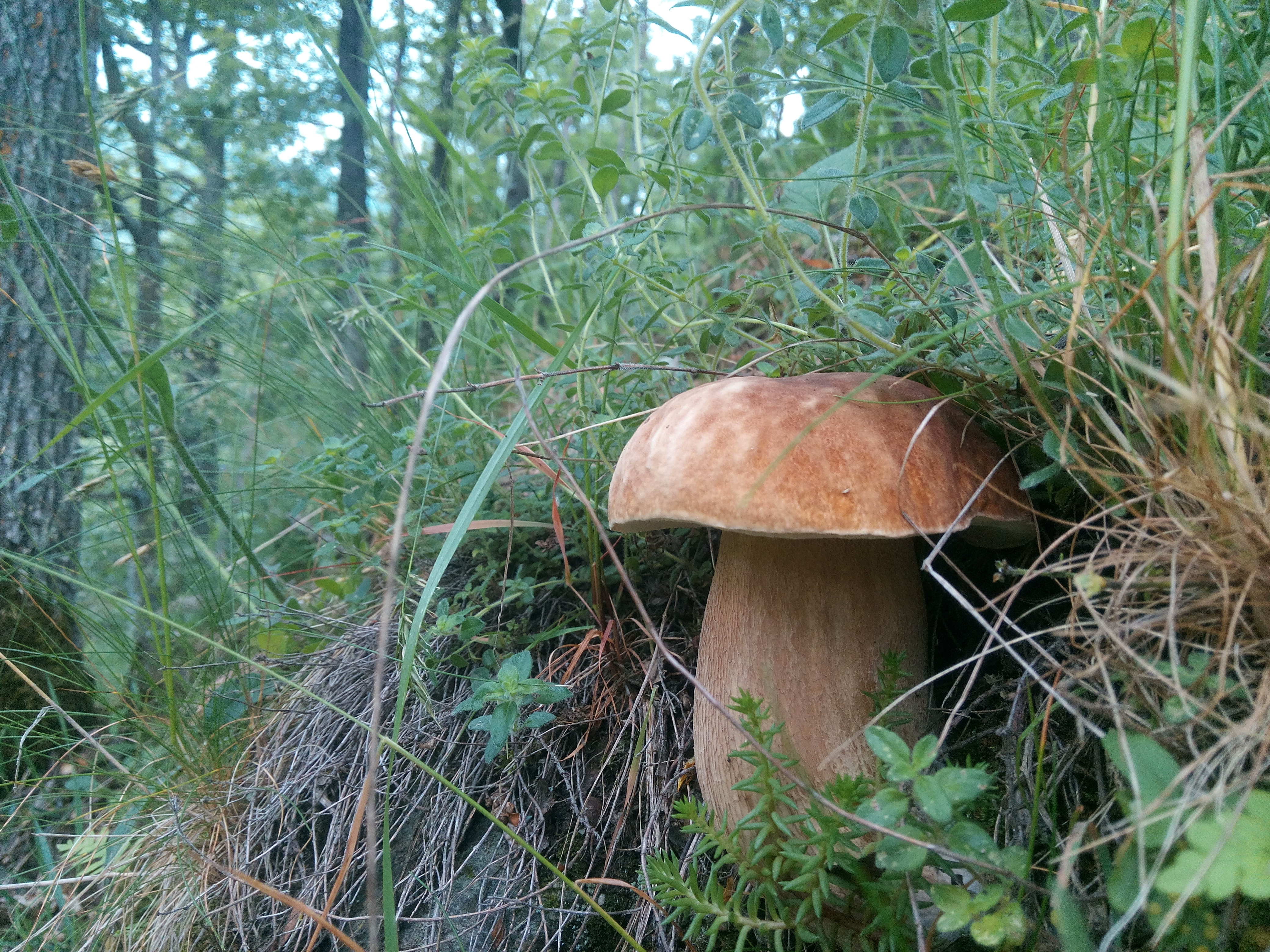 funghi delle vallate piemontesi